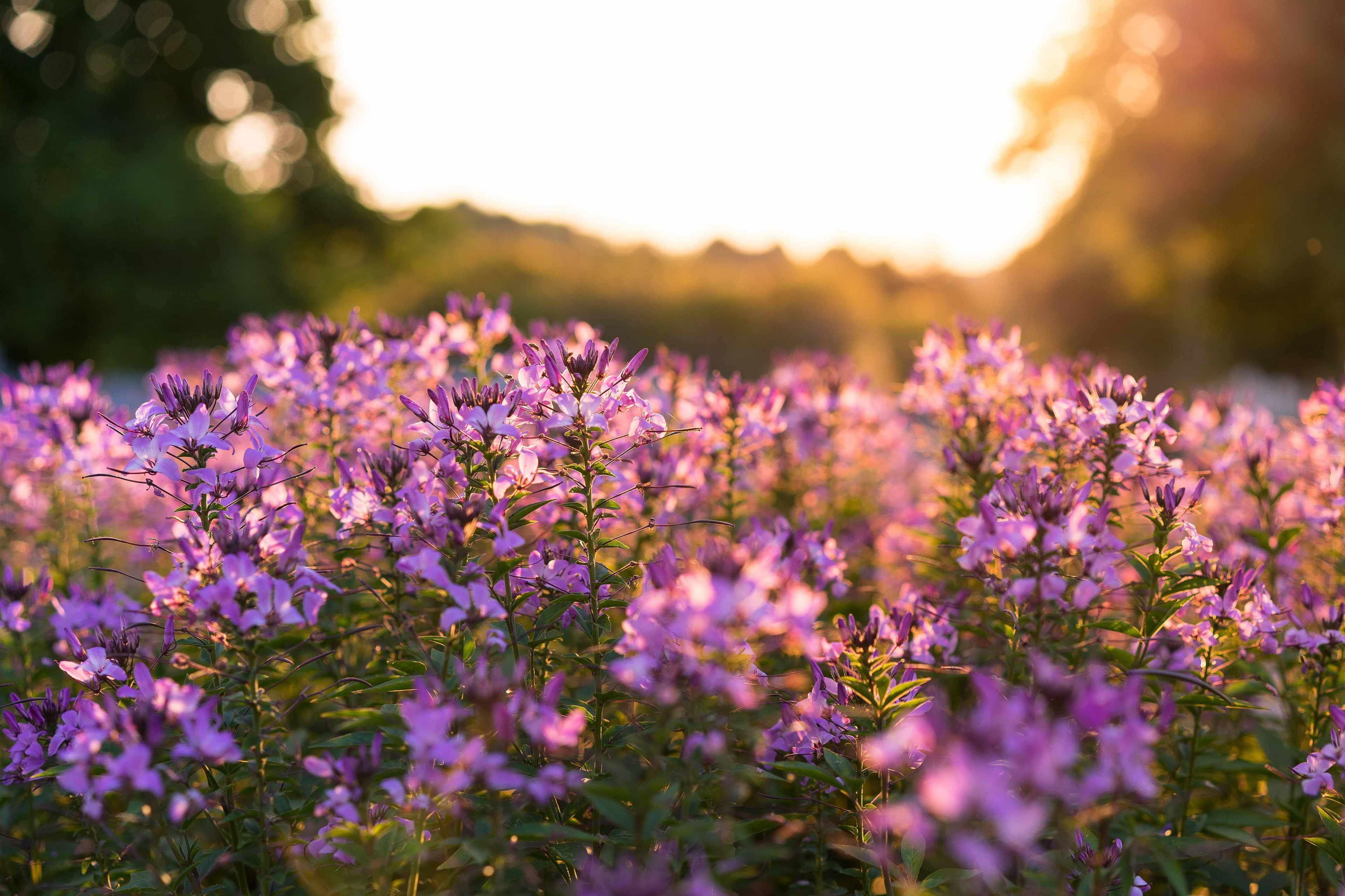 Best Places to See the Spring Bloom